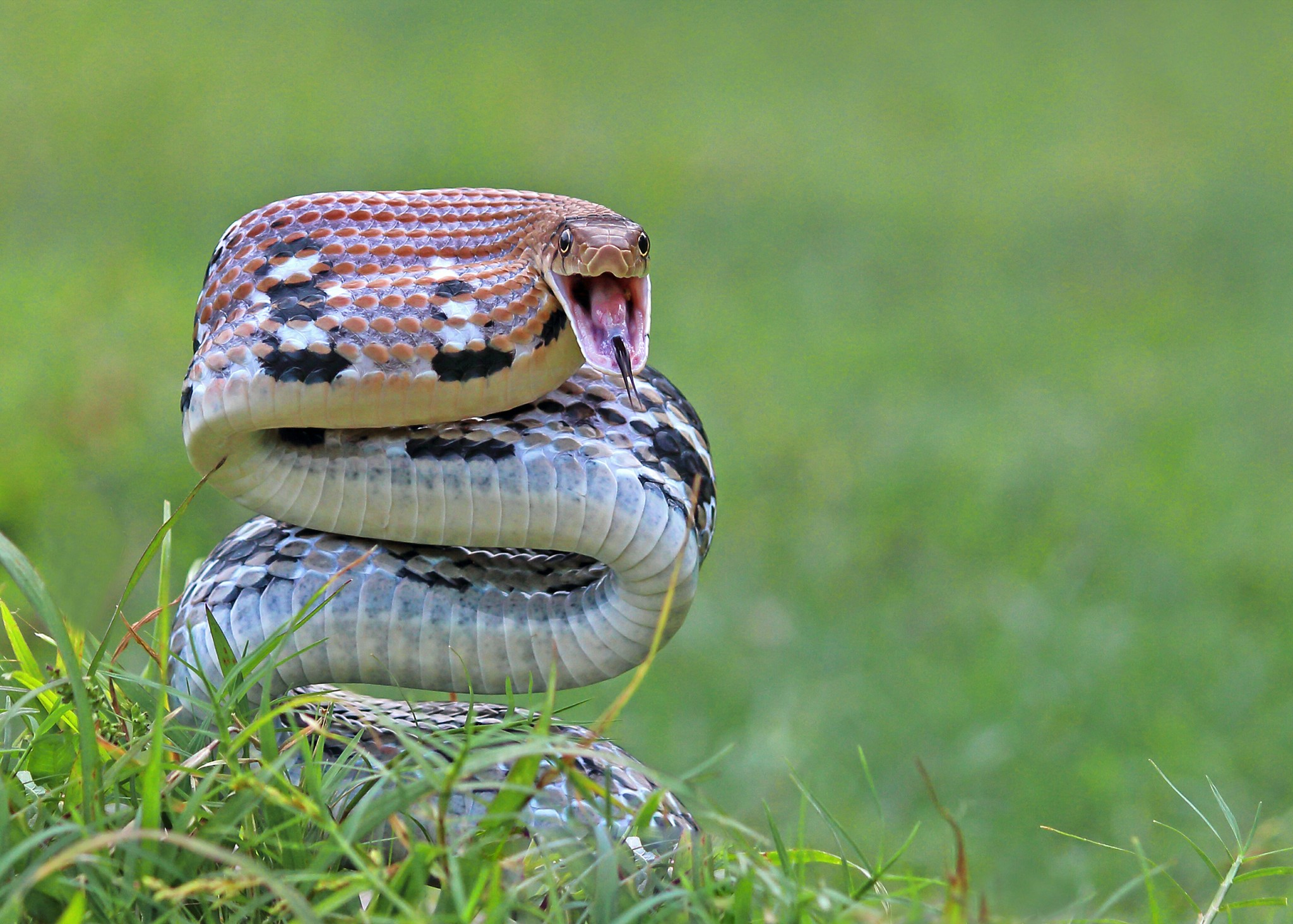 Coelognathus radiatus